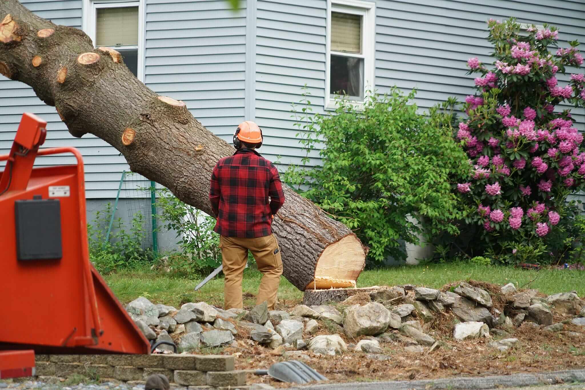 The Benefits of Hiring a Professional Arborist in Sydney